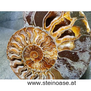 Ammonite Nr.4 - rechts